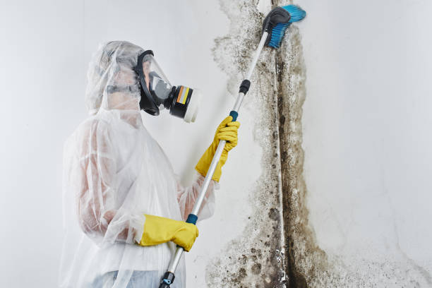 Best Health and Safety Mold Remediation in Marquette, MI