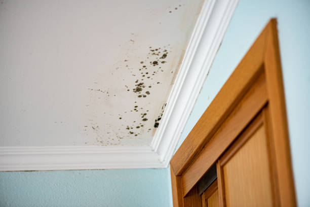 Best Basement Mold Remediation in Marquette, MI