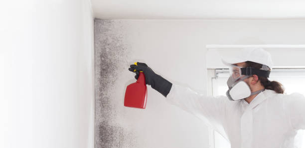 Best Commercial Mold Remediation in Marquette, MI