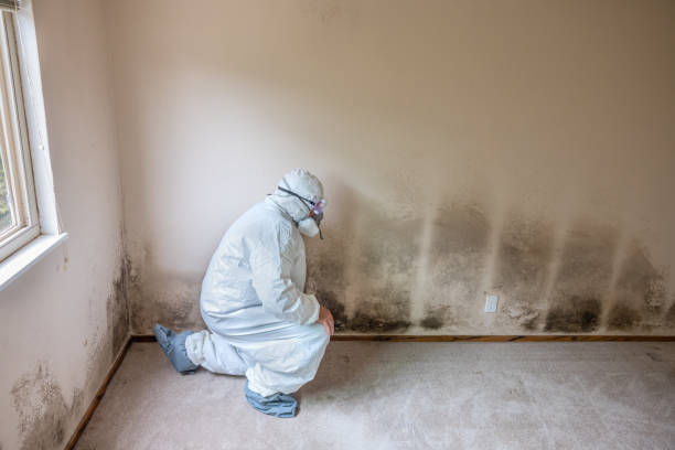 Best Kitchen Mold Remediation in Marquette, MI