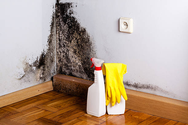 Best Bathroom Mold Remediation in Marquette, MI