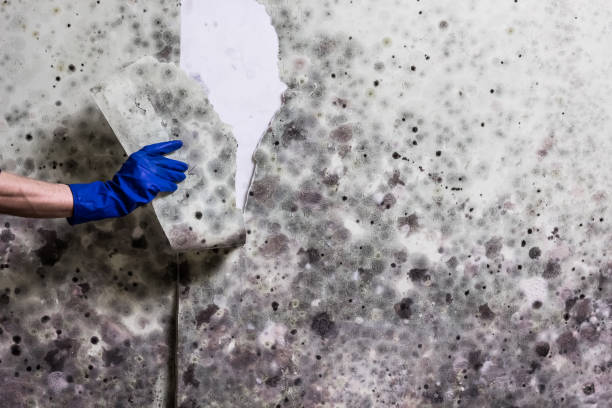 Best Crawl Space Mold Remediation in Marquette, MI