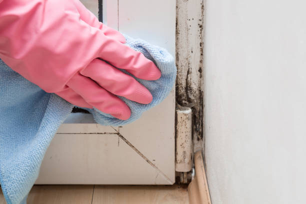 Best DIY Mold Remediation Support Services in Marquette, MI